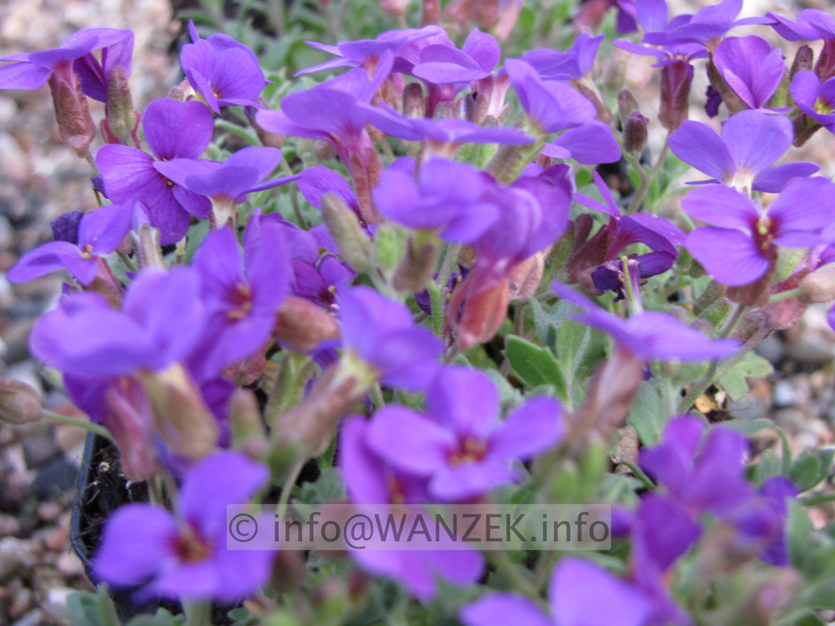 Aubrieta Hamburger Stadtpark (Abends).JPG